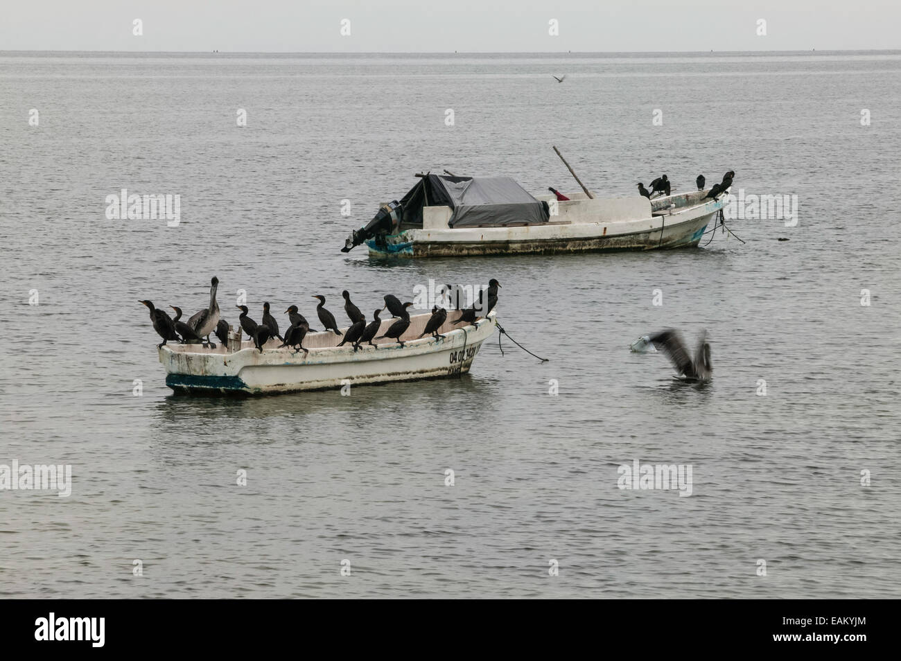 Zwei mexikanische kleine Fischerboote vor Anker mit Kormoranen ruhen auf den Dollborden in der Bucht von Campeche, Campeche, Mexiko. Stockfoto
