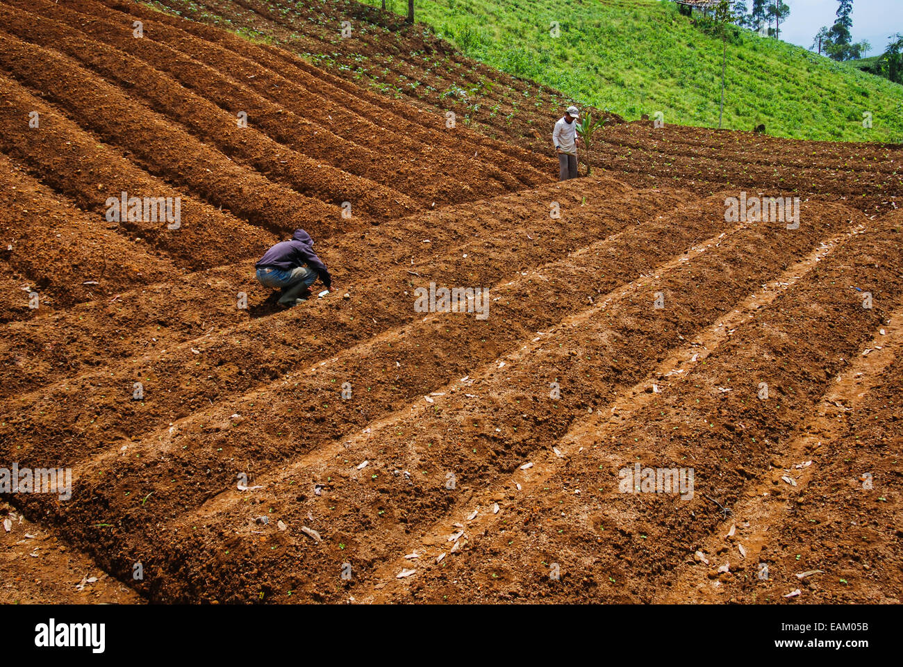 Bauern, die auf einem landwirtschaftlichen Feld außerhalb des Mount Gede Pangrango National Park in West Java, Indonesien, arbeiten. Stockfoto