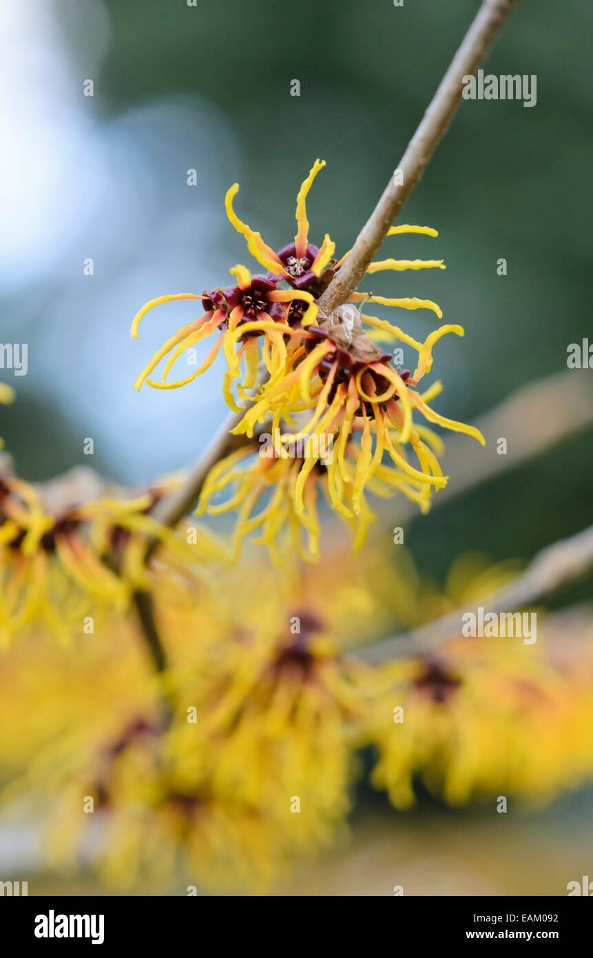 Chinesische Zaubernuss (hamamelis Mollis 'brevipetala") Stockfoto