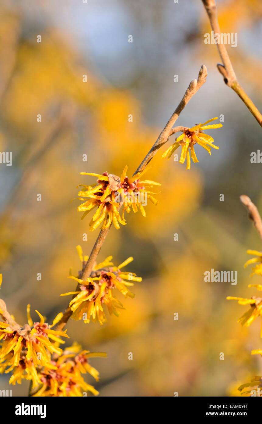 Zaubernuss (hamamelis x intermedia 'Orange Beauty') Stockfoto