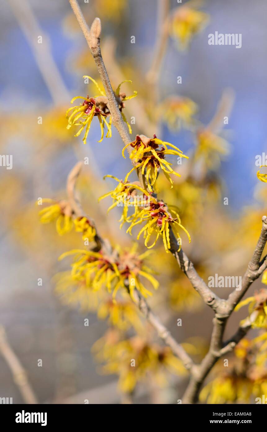 Chinesische Zaubernuss (hamamelis Mollis) Stockfoto