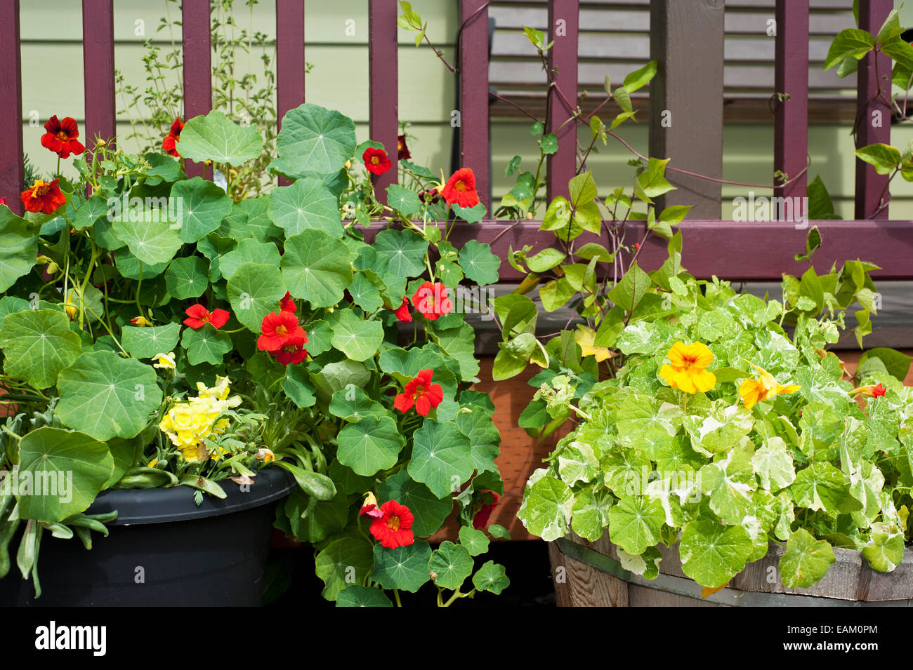 In der Nähe der Blume Garten Töpfe entlang einen Ankerplatz Haus, Yunan Alaska, Sommer gefüllt Stockfoto