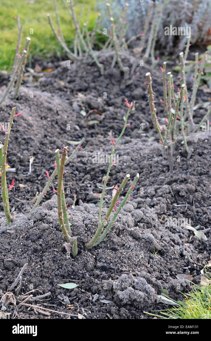 Rose (rosa) mit Winter Schutz Stockfoto