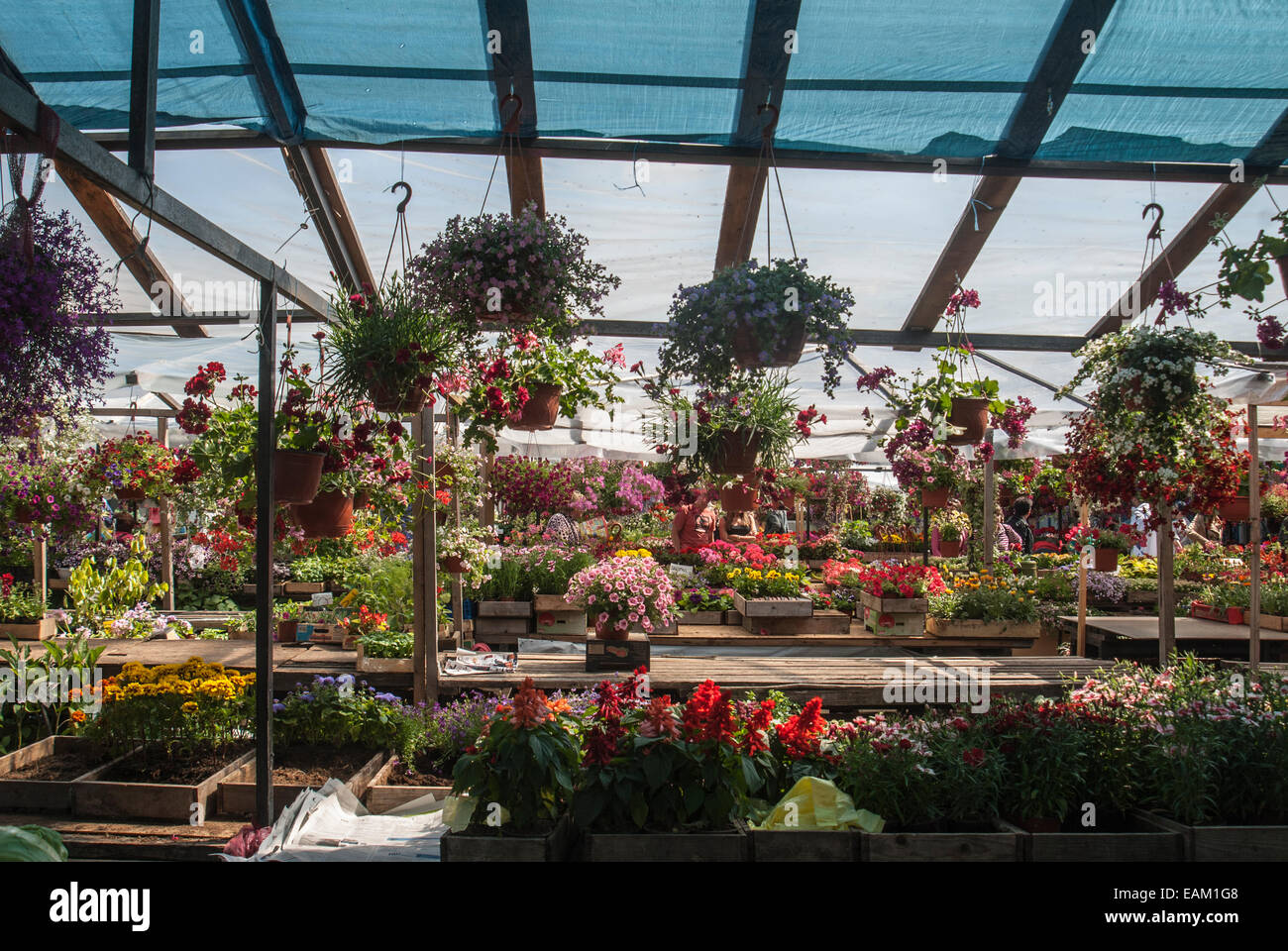 Blumen Blume Markt in Riga, die größte Stadt und Hauptstadt von Lettland, die Kulturhauptstadt Europas im Jahr 2014. Stockfoto