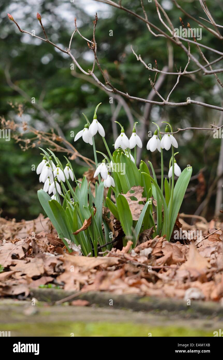 Riesige Schneeglöckchen (Galanthus elwesii) Stockfoto