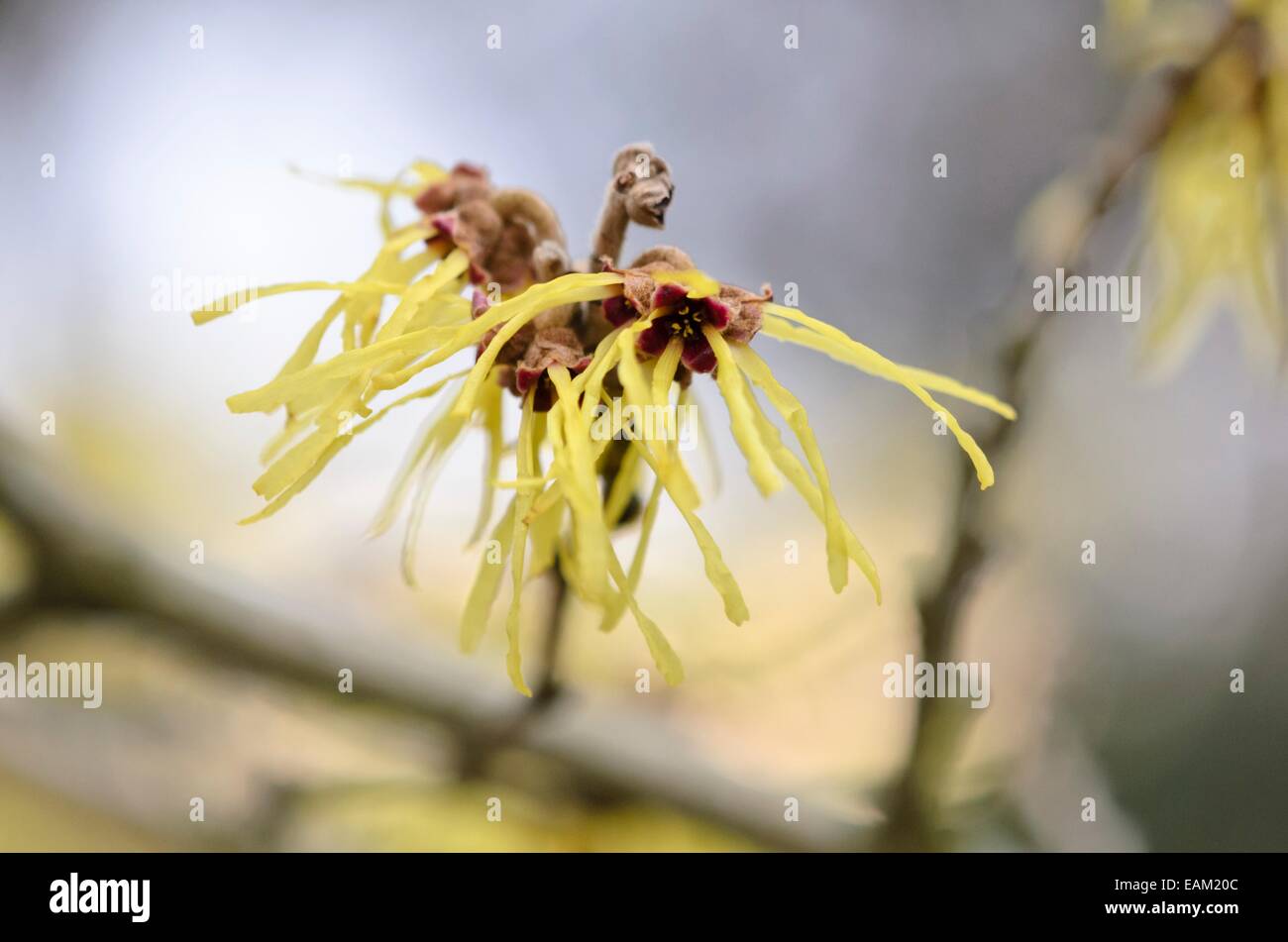 Chinesische Zaubernuss (hamamelis Mollis 'Githago') Stockfoto