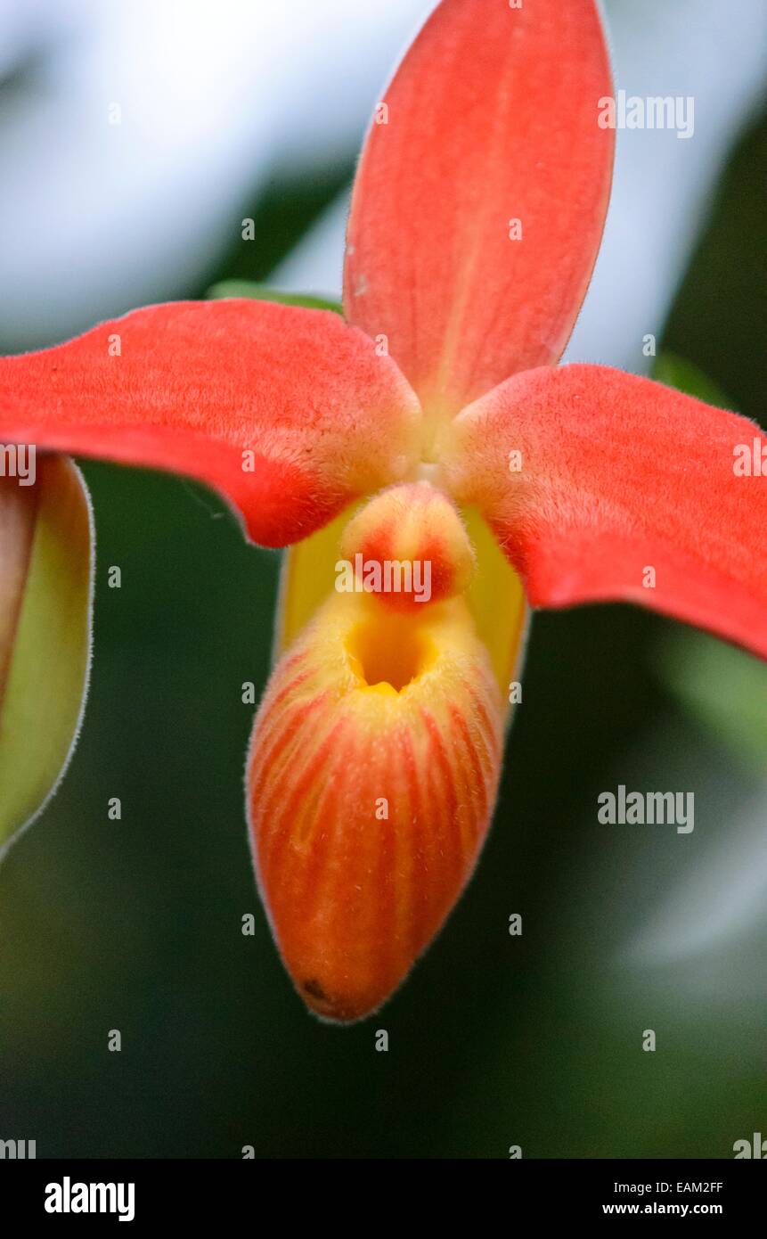 Frauenschuh-Orchidee (Phragmipedium besseae var. dalessandroi) Stockfoto