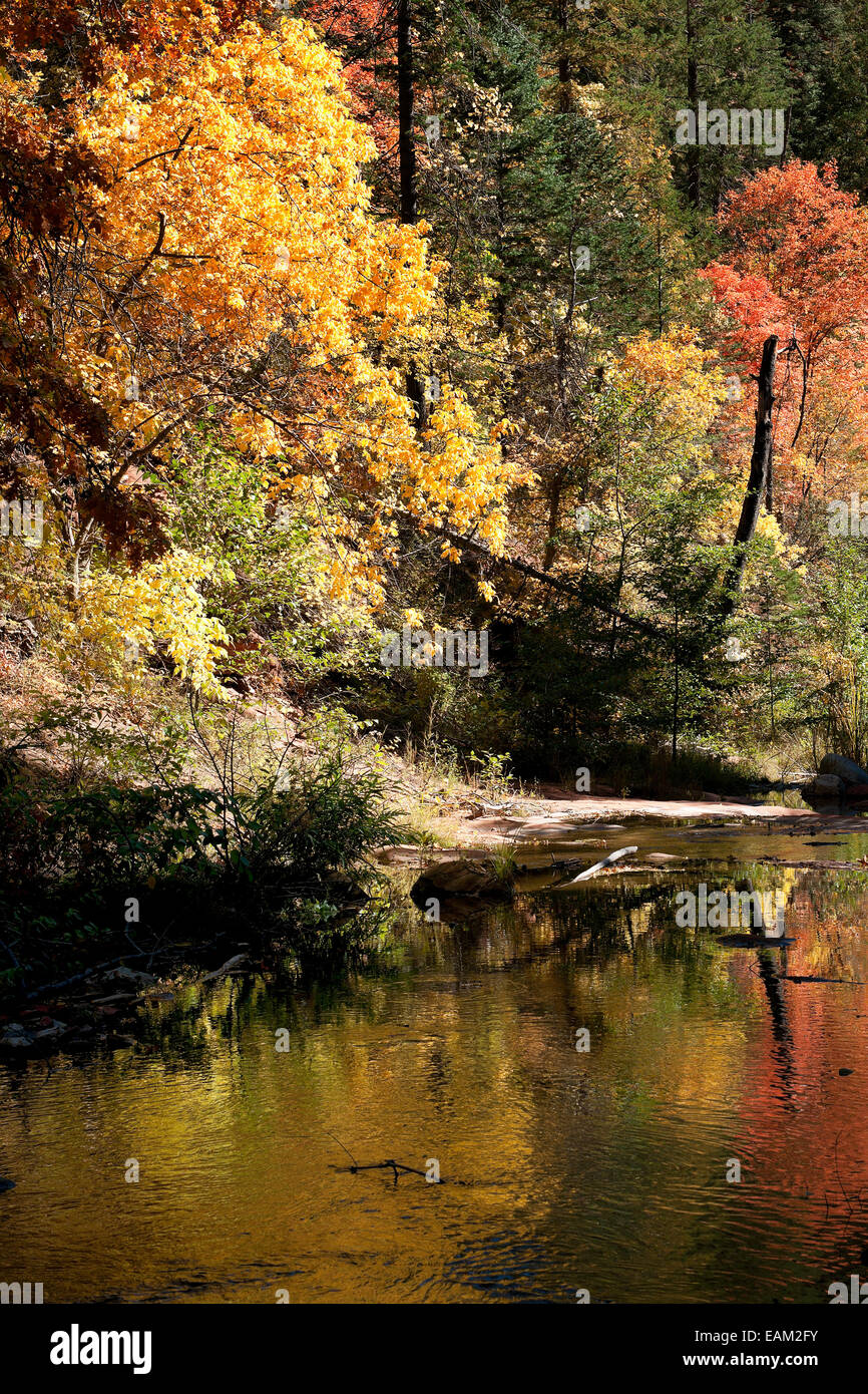 Bewaldeten Grenze des Oak Creek Canyon zeigt die Farben des Herbstes zweimal in der Nähe von Sedona. Stockfoto