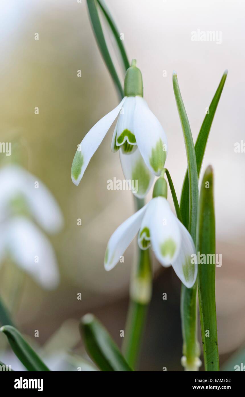 Gemeinsame Schneeglöckchen (Galanthus Nivalis' viridi-apice') Stockfoto