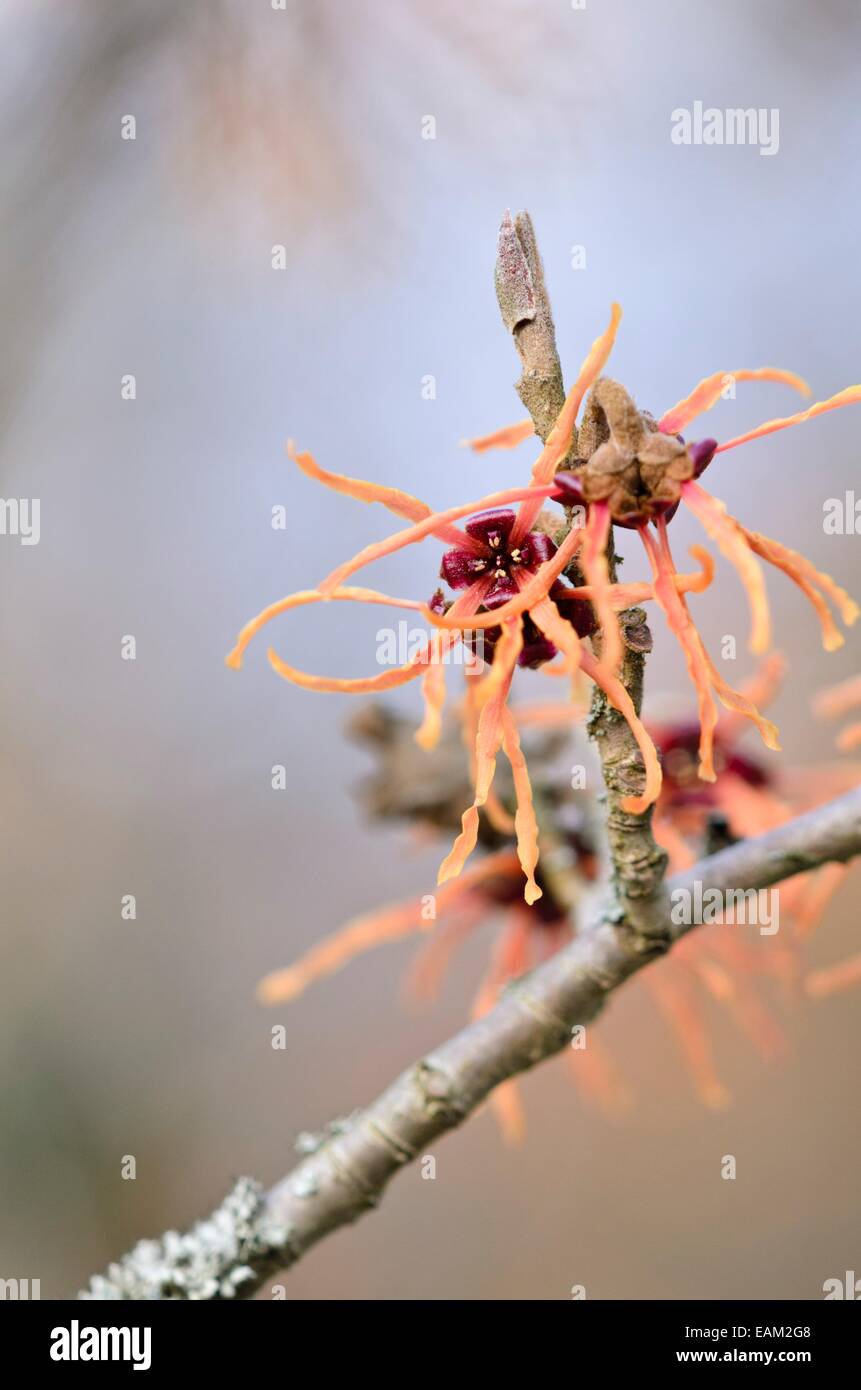 Zaubernuss (hamamelis x intermedia 'ruby Glow') Stockfoto