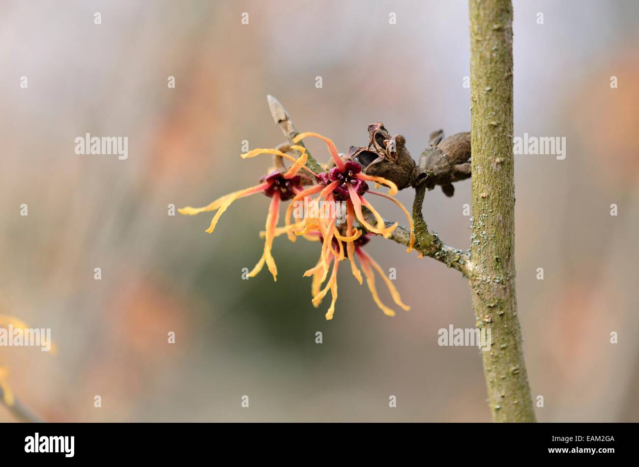 Zaubernuss (hamamelis x intermedia 'ruby Glow') Stockfoto