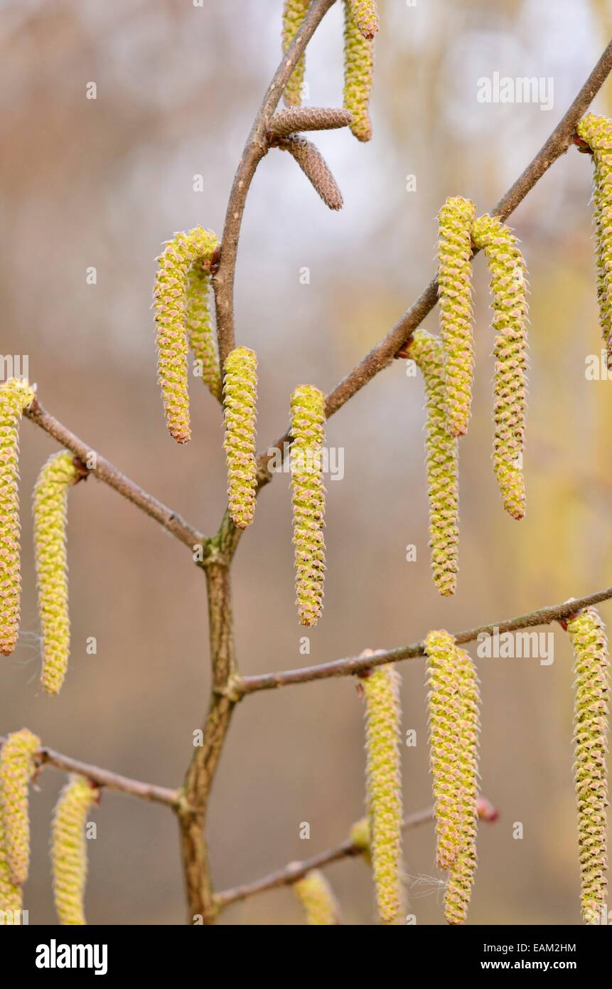 Japanische Hasel (corylus Sieboldiana) mit männlichen Blüten Stockfoto