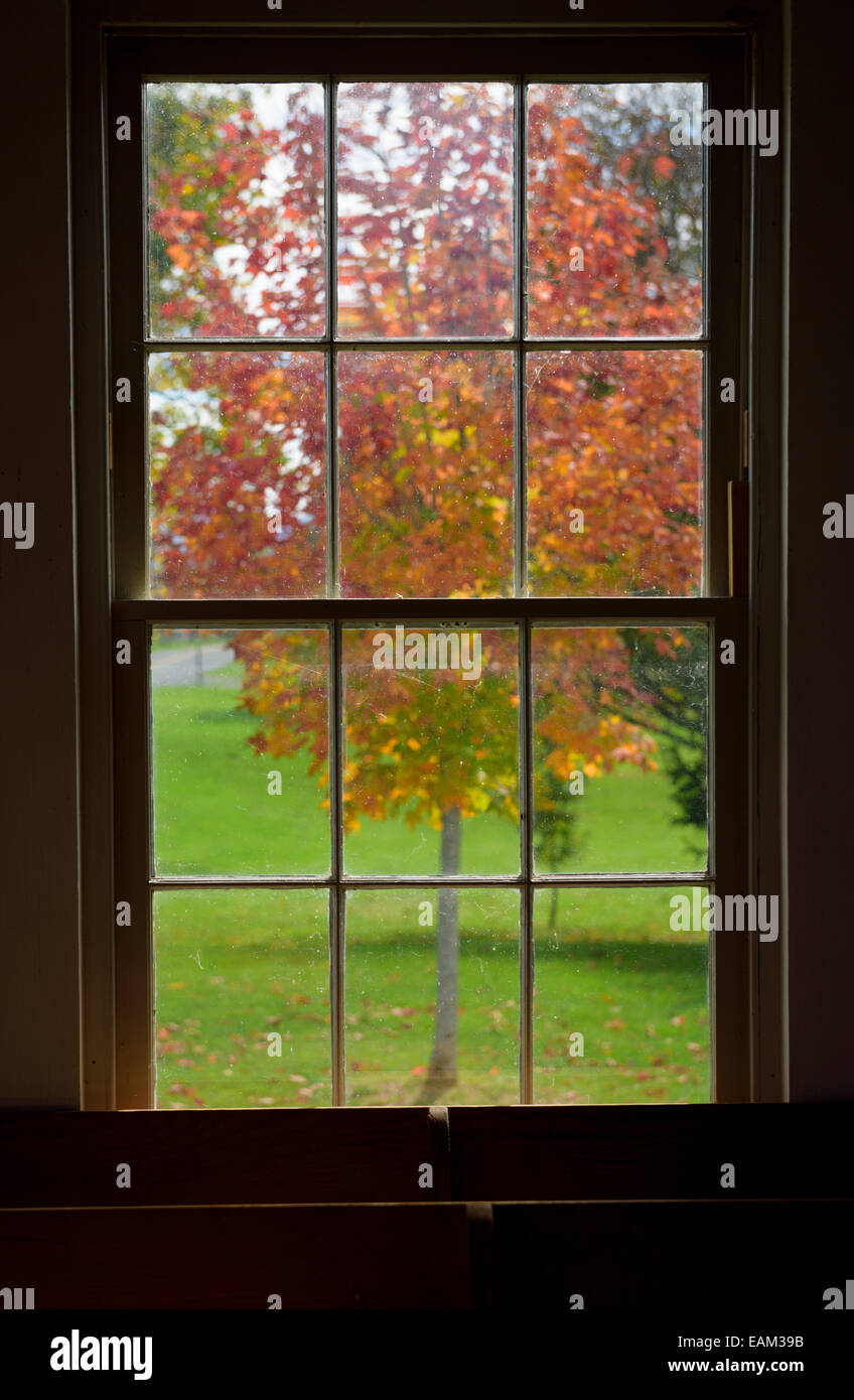 Auf der Suche außerhalb an einem Baum in Herbstfarben im Fenster umrahmt. Stockfoto