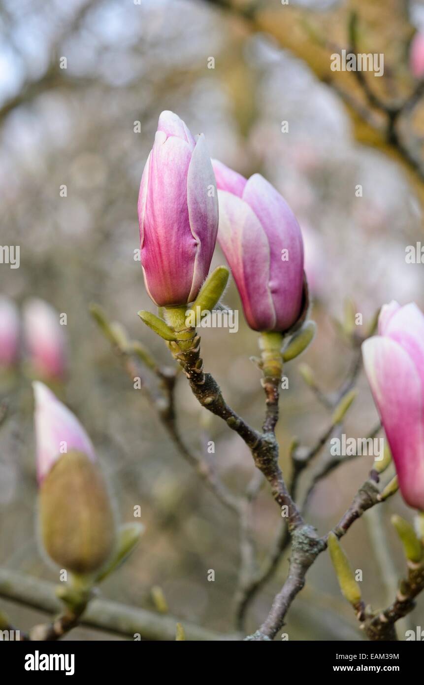 Die lenne Magnolia (Magnolia x soulangiana) Stockfoto