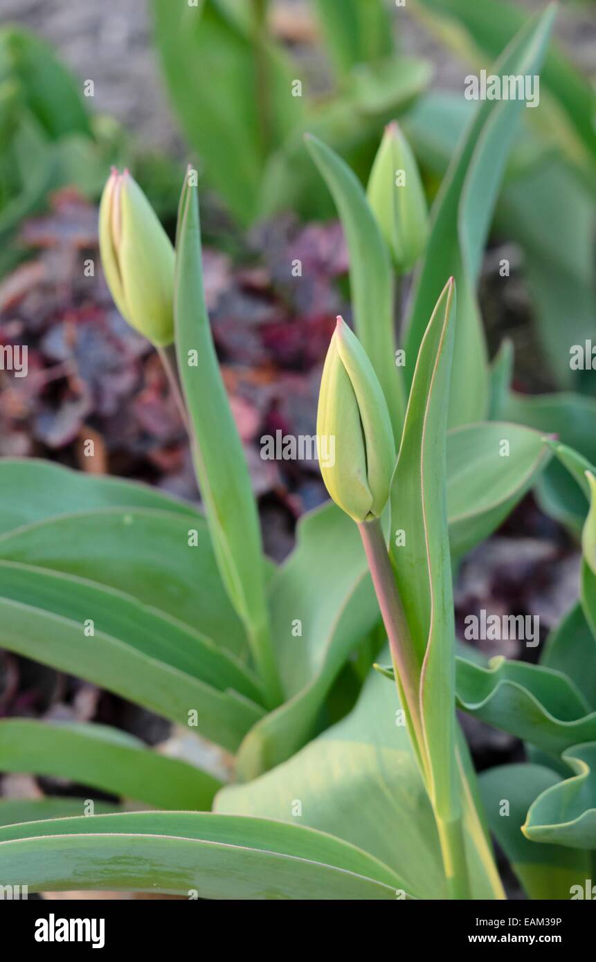 Tulpe (Tulipa) Stockfoto