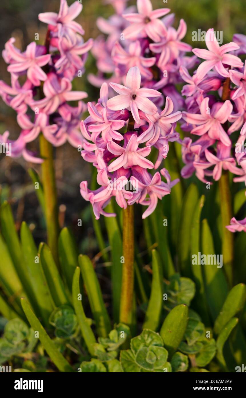 Gemeinsame Hyazinthe (Hyacinthus orientalis toll Cornelia') Stockfoto