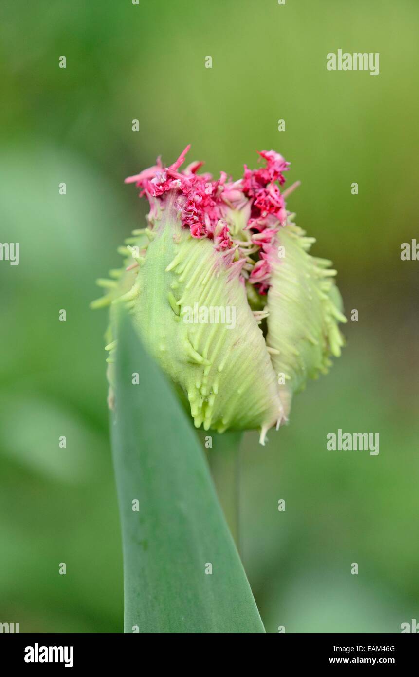 Gefranste Tulpe (tulipa Barbados) Stockfoto