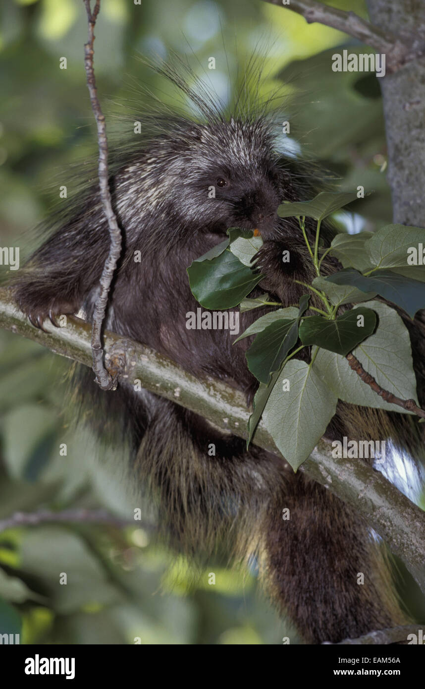 Stachelschwein In Schwarz-Pappel Baum Chugach Nf Alaska Stockfoto