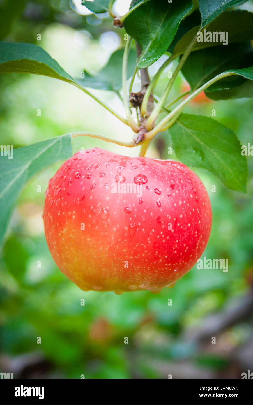 A in der Nähe von einen einzigen hellen roten Apfel auf einem Apfelbaum Stockfoto