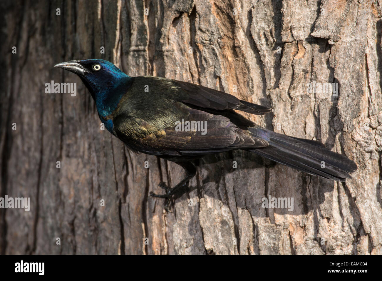 Erwachsene häufig Grackle festhalten an Seite des Baumes Stockfoto