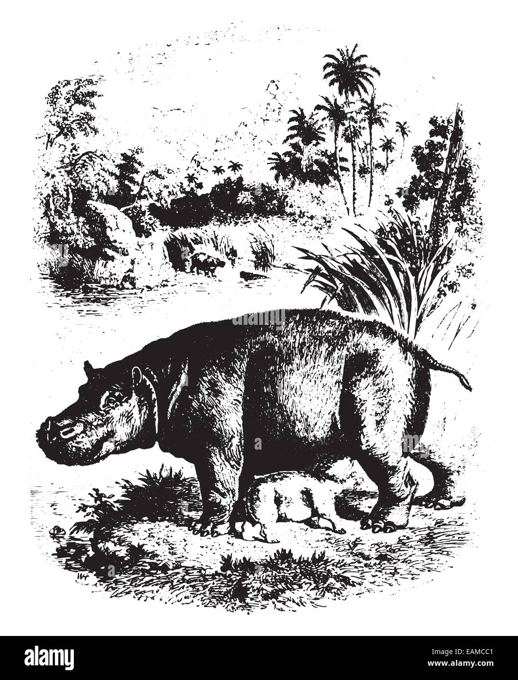 Nilpferd mit seinen jungen, graviert Vintage Illustration. Animaux Sauvages et Domestiques - für Kinder - 1892. Stockfoto