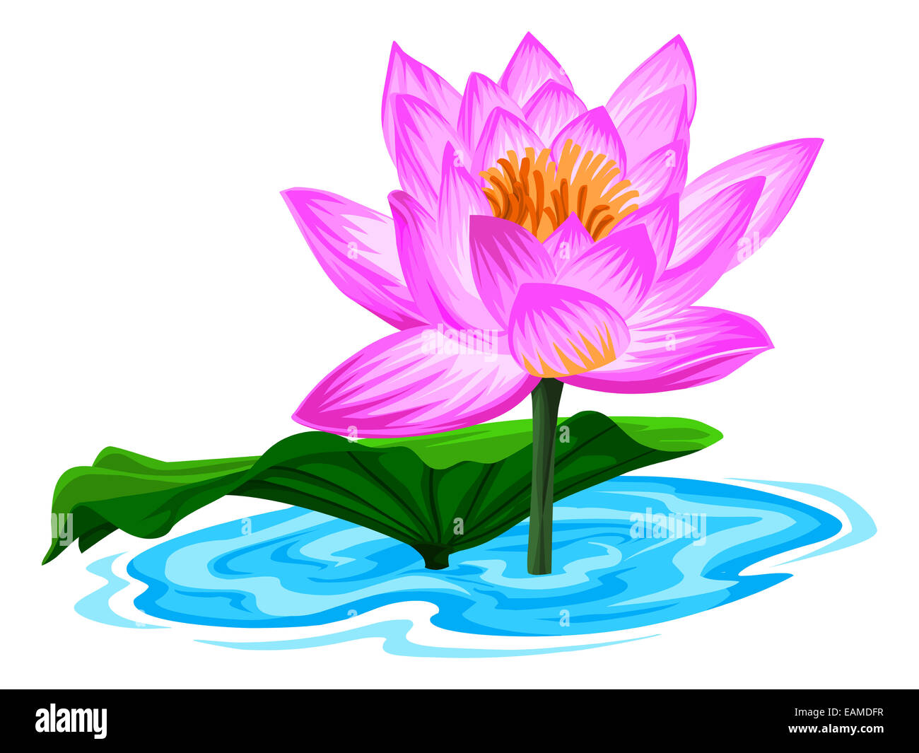 Vektor-Illustration der frischen Lotusblüte in See. Stockfoto