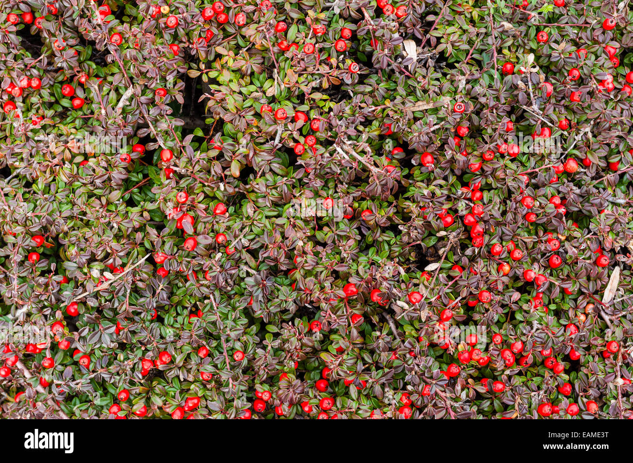Zwergmispel Dammeri Strauch mit roten Beeren. Gresham, Oregon Stockfoto