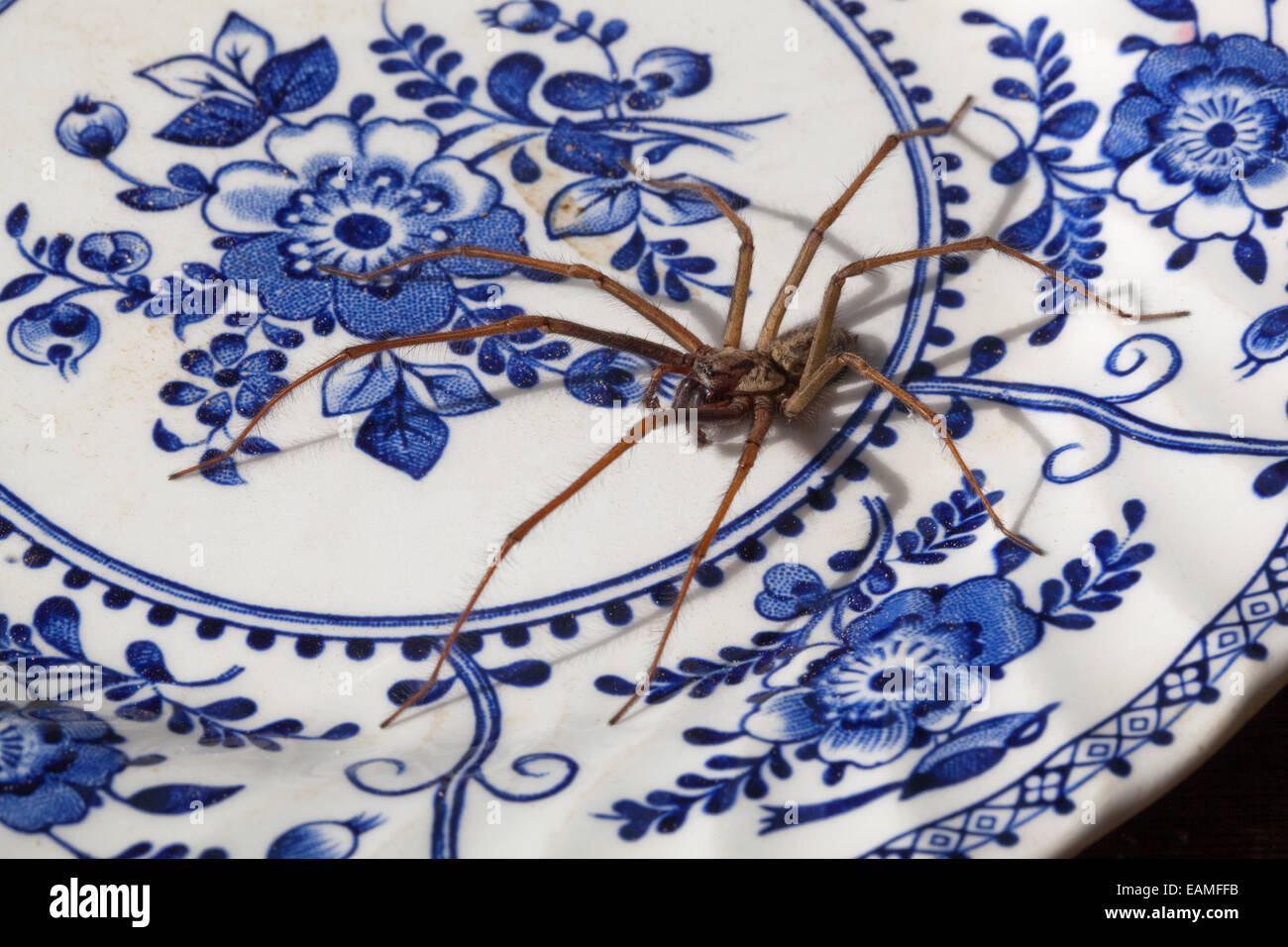 Haus Spinne (Tegenaria Domestica). Leben, und auf einem stillgelegten blauen und weißen Keramikplatte. Stockfoto