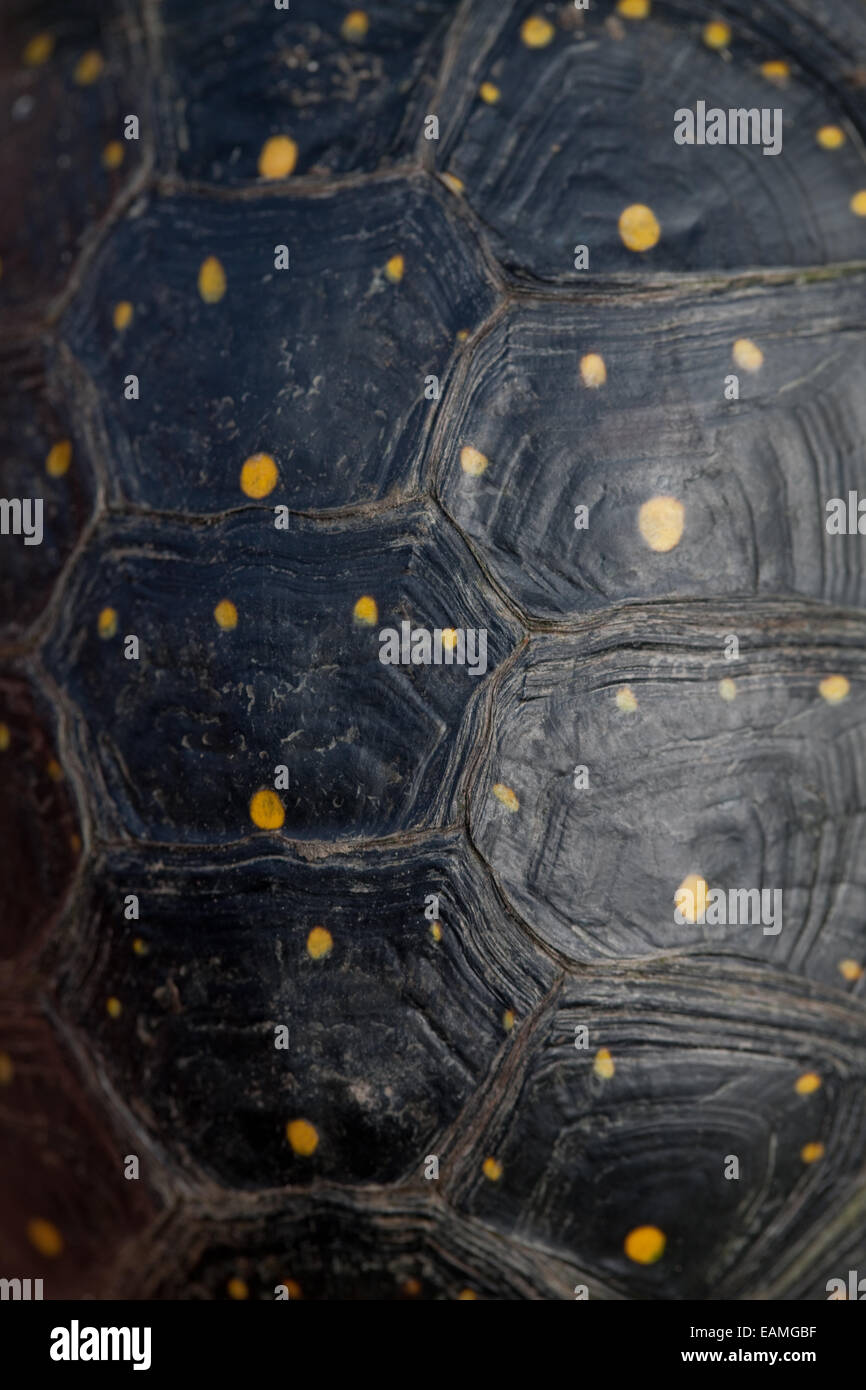 North American entdeckte Schildkröte (Clemmys Guttata). Nahaufnahme des gelben Flecks Markierungen auf der Carapax oder obere Schale. Zeigt verteb Stockfoto