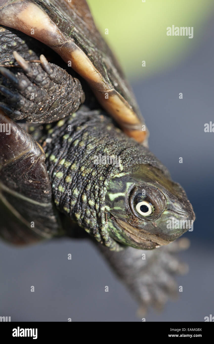 Chinesischen Teich, Teich drei gekielt oder Reeve die Schildkröte.  (Chinemys) Mauremys Reevesii.  Kinn bedroht/bedrohte Arten Stockfoto
