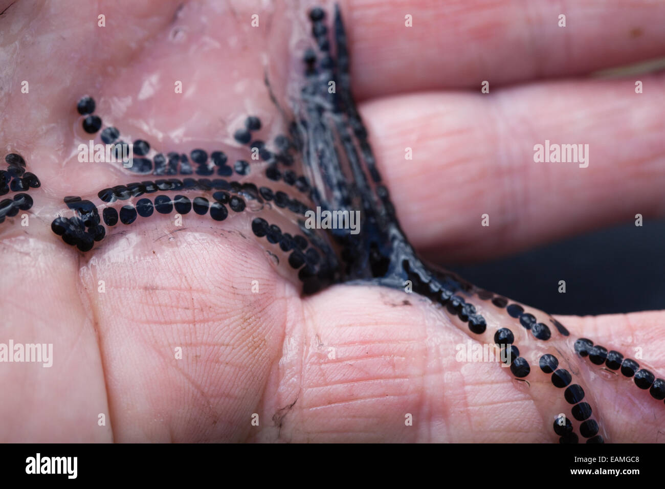 Gemeinsamen Kröte (Bufo Bufo). Beispiel-Zeichenfolge des vor kurzem verlegten Spawn, statt an den Fingern einer Hand. Stockfoto