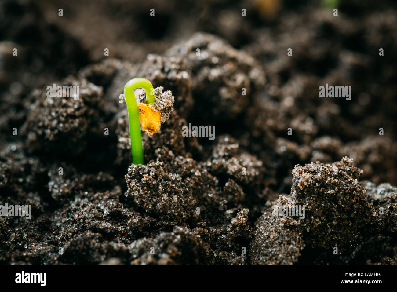 Grüne Spross wachsen aus Samen isoliert auf weißem Hintergrund. Frühling-Symbol, Konzept des neuen Lebens Stockfoto