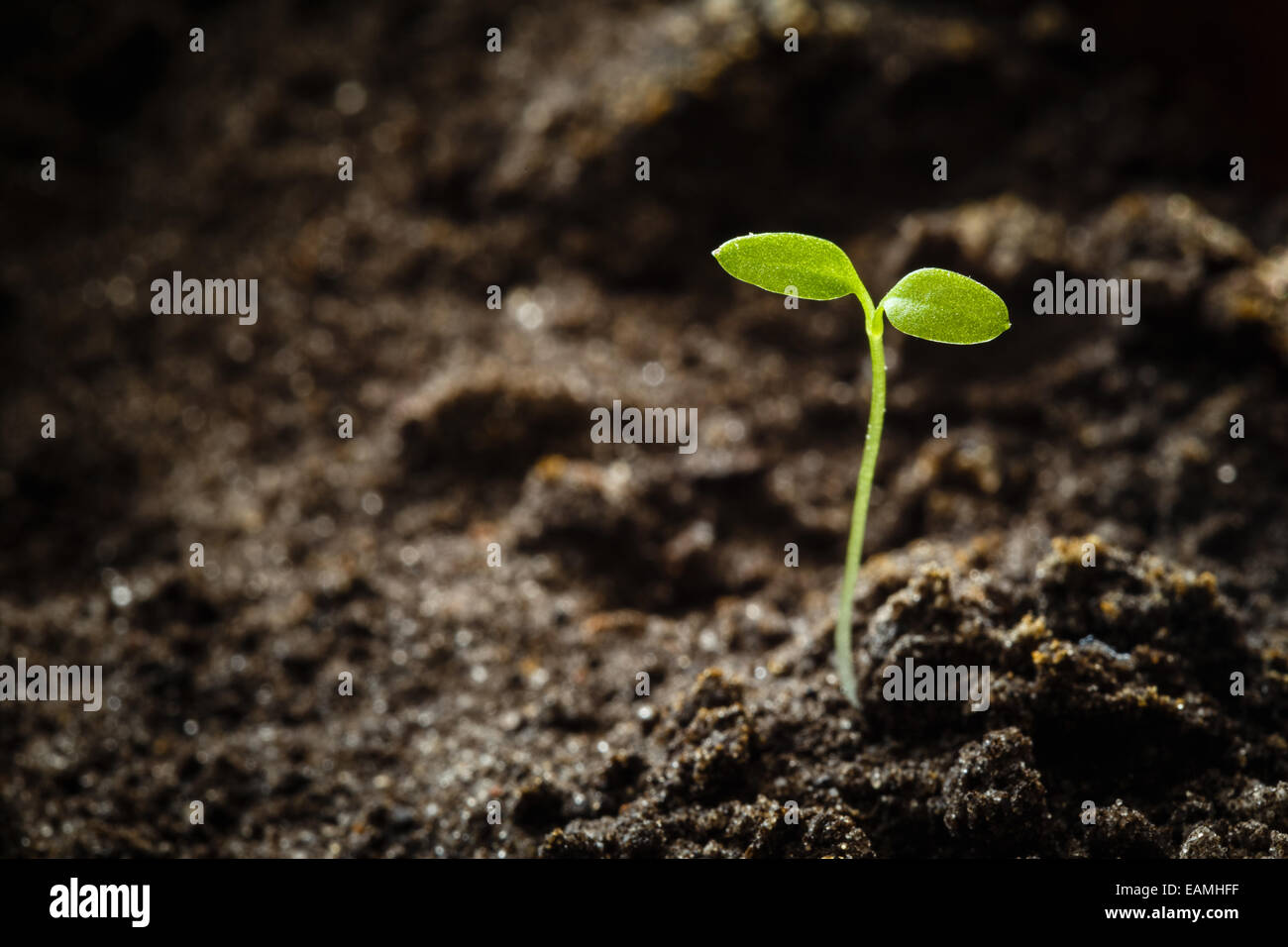 Grün sprießen aus Samen wachsen. Frühling-Symbol, Konzept des neuen Lebens Stockfoto