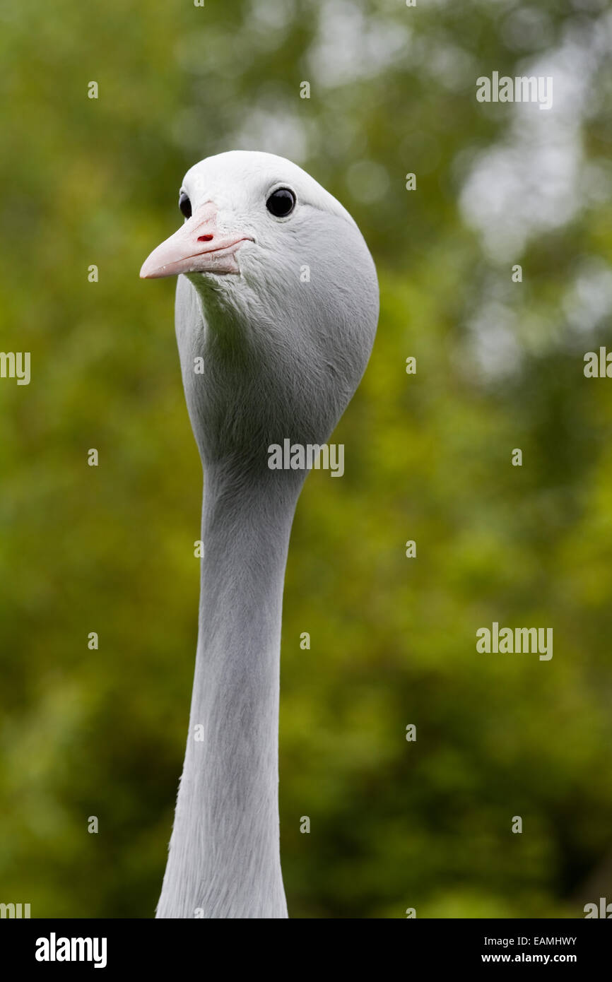 Paradies, Stanley oder Blue Crane (Anthropoides Paradisea).  Porträt. Endemisch. Ost- und Südafrika. Nationalvogel. Stockfoto