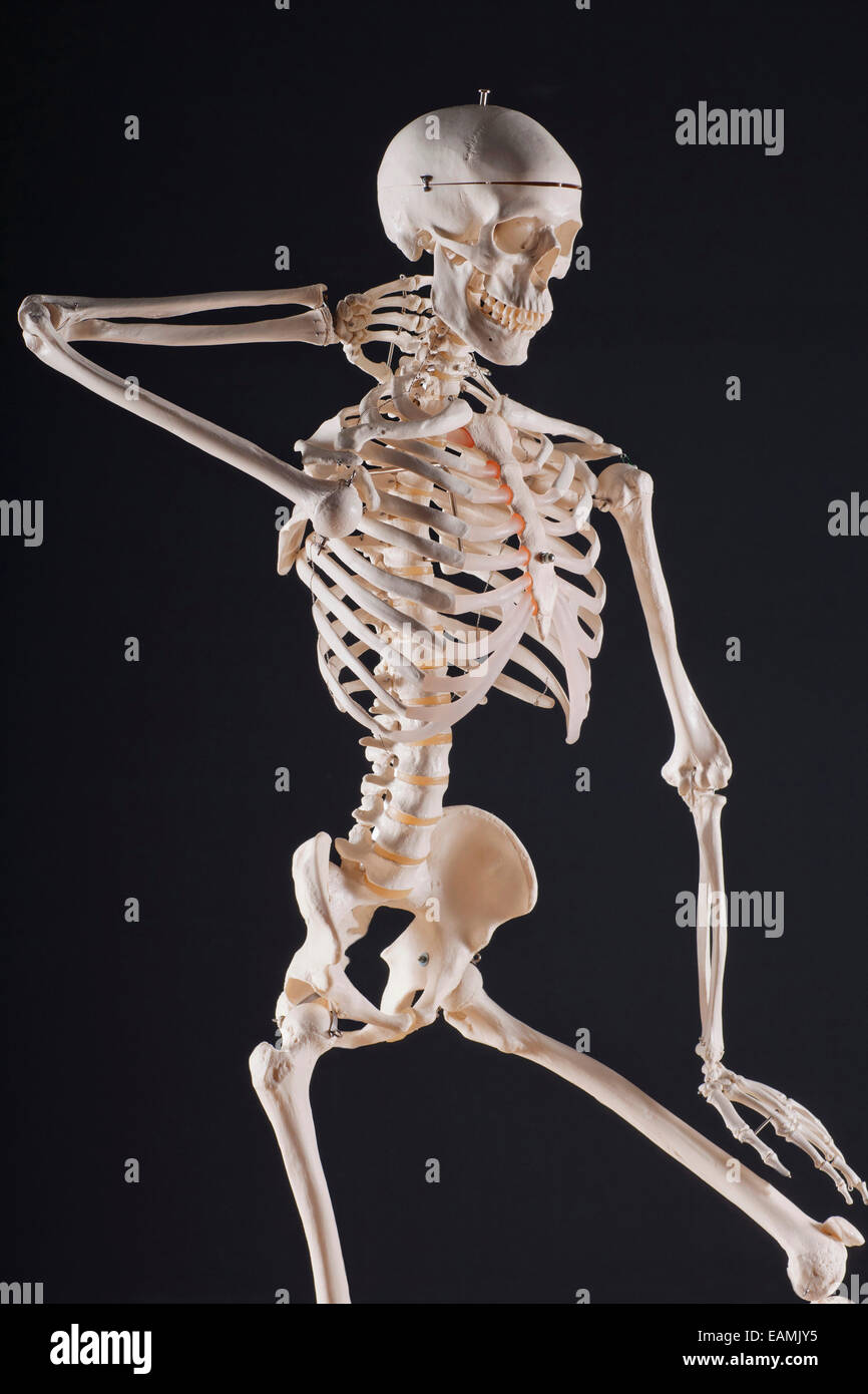 Menschliches Skelett Stockfoto