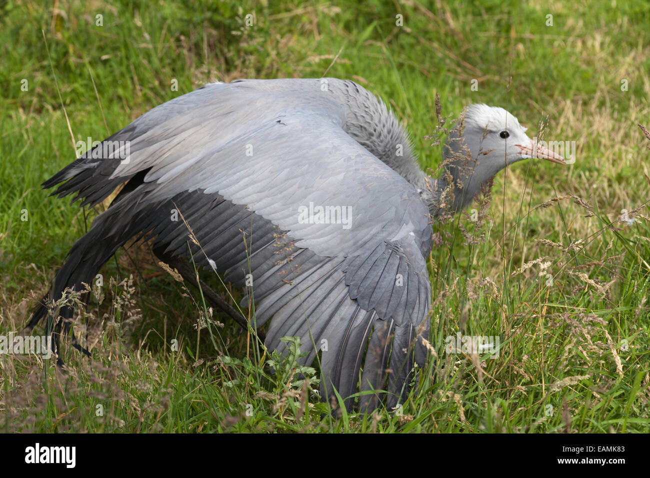 Blau, Paradies oder Stanley Kran (Anthropoides Paradisea). Ablenkung-Anzeige. Adulten Brutvogel mit "broken Wing"-Display, Stockfoto