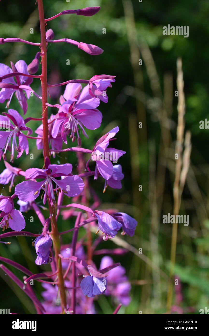 Close-up-Studie einer Rosebay Weidenröschen Blume in voller Blüte zeigt offene Blüten und Knospen im detail Stockfoto