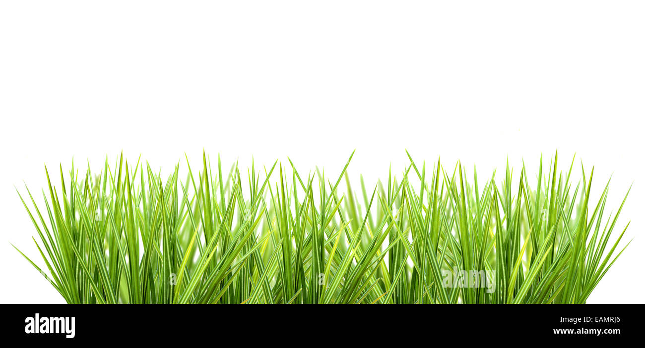 Frische Gräser isoliert auf weißem Hintergrund Stockfoto