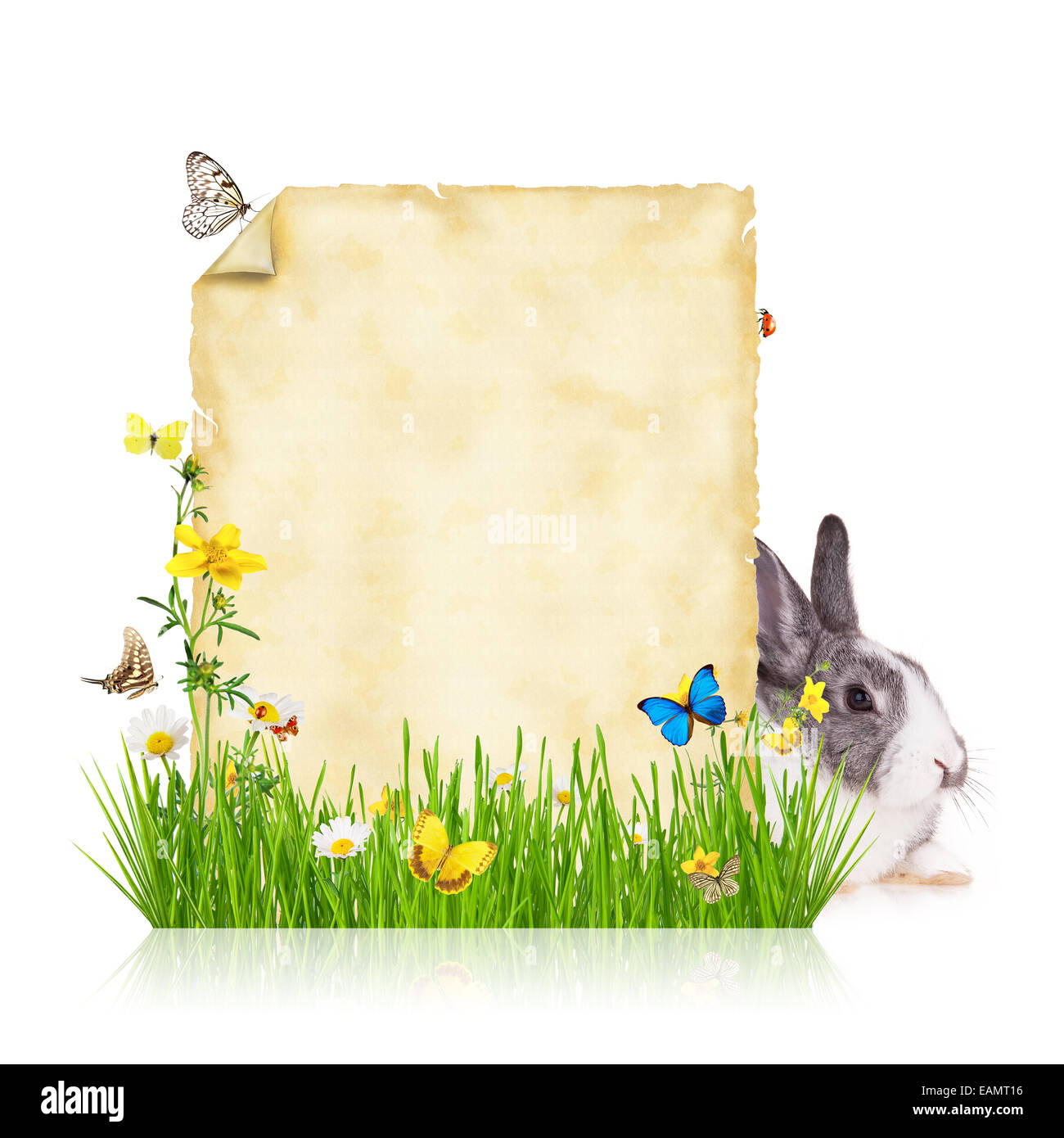 Frischen Rasen mit Schmetterlingen, Kaninchen und leeres Papier, isoliert auf weißem Hintergrund Stockfoto