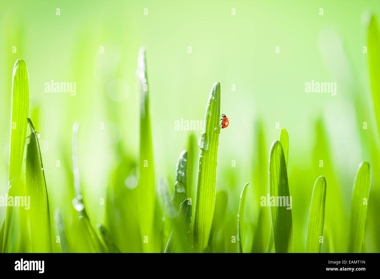 Makro-Foto des frischen Grases mit Tropfen Wasser. Geringe Tiefenschärfe Stockfoto