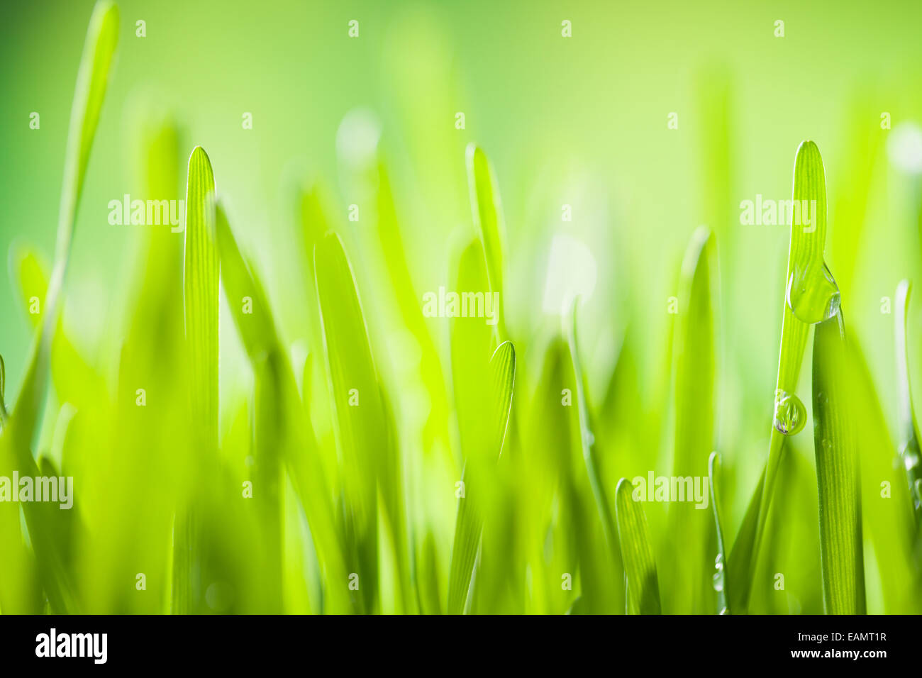 Makro-Foto des frischen Grases mit Tropfen Wasser. Geringe Tiefenschärfe Stockfoto