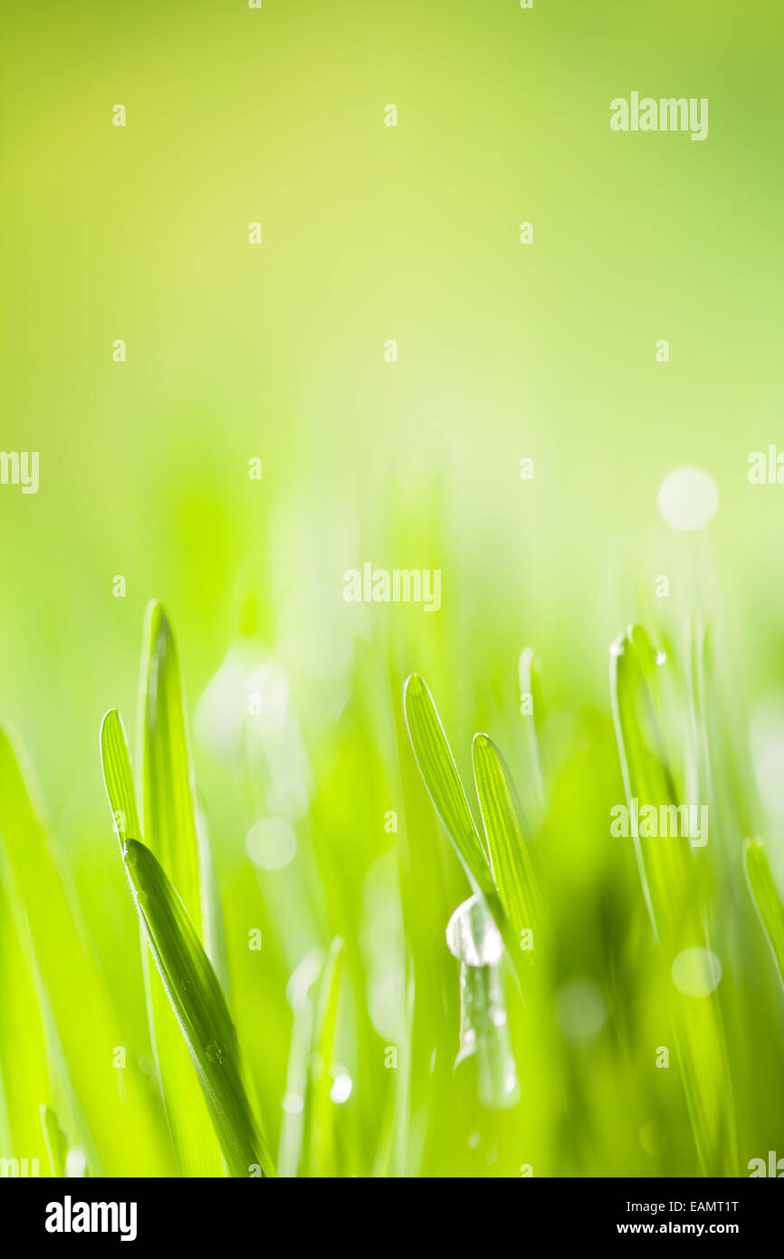 Makro-Foto des frischen Grases mit Tropfen Wasser. Geringe Tiefenschärfe Stockfoto