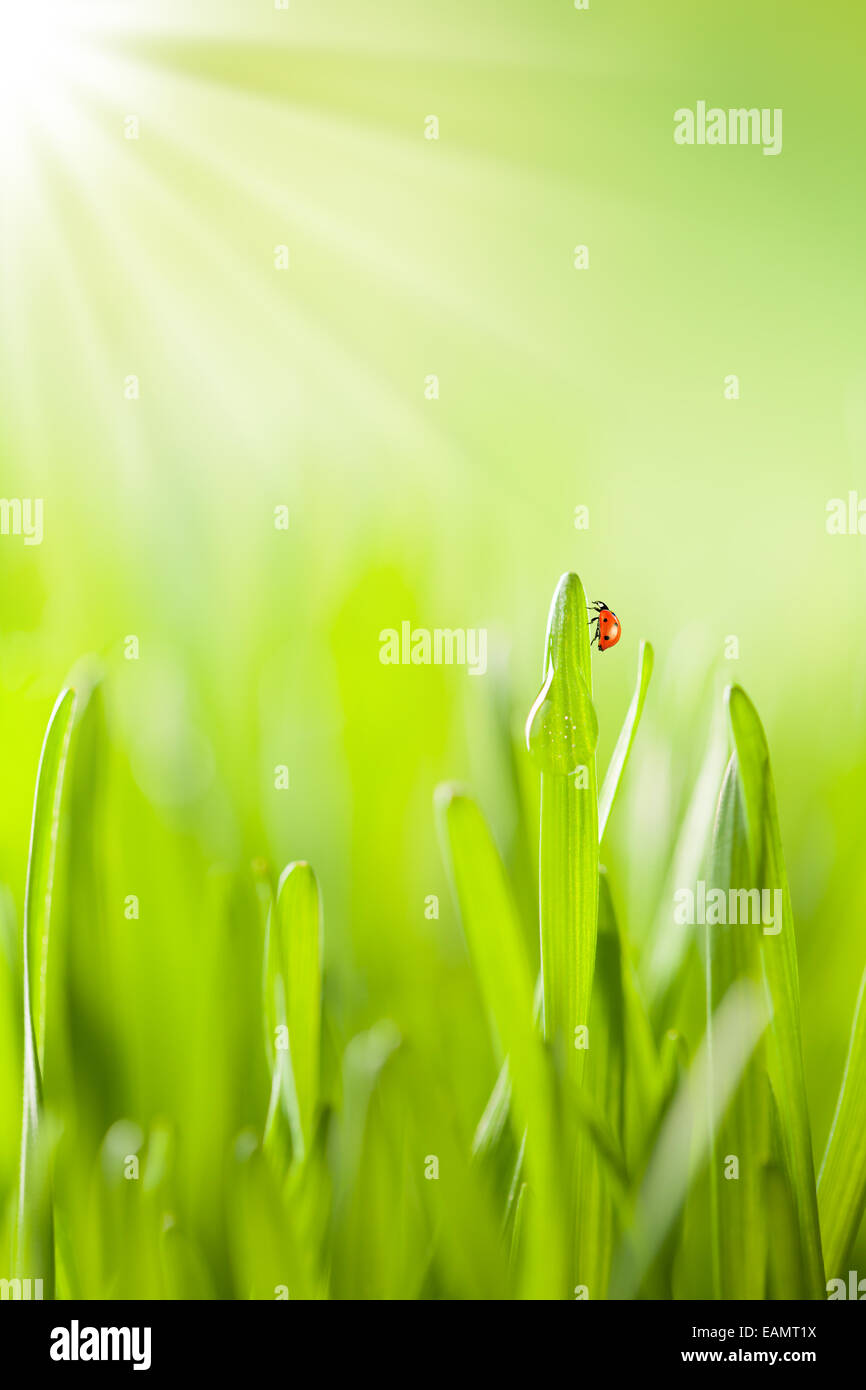 Makro-Foto des frischen Grases mit Tropfen Wasser. Geringe Tiefenschärfe Stockfoto