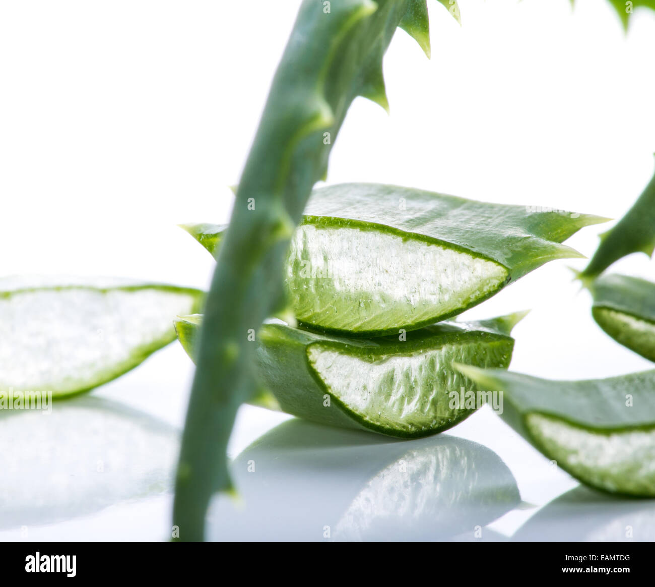 Aloe Vera Blätter auf weißem Hintergrund Stockfoto