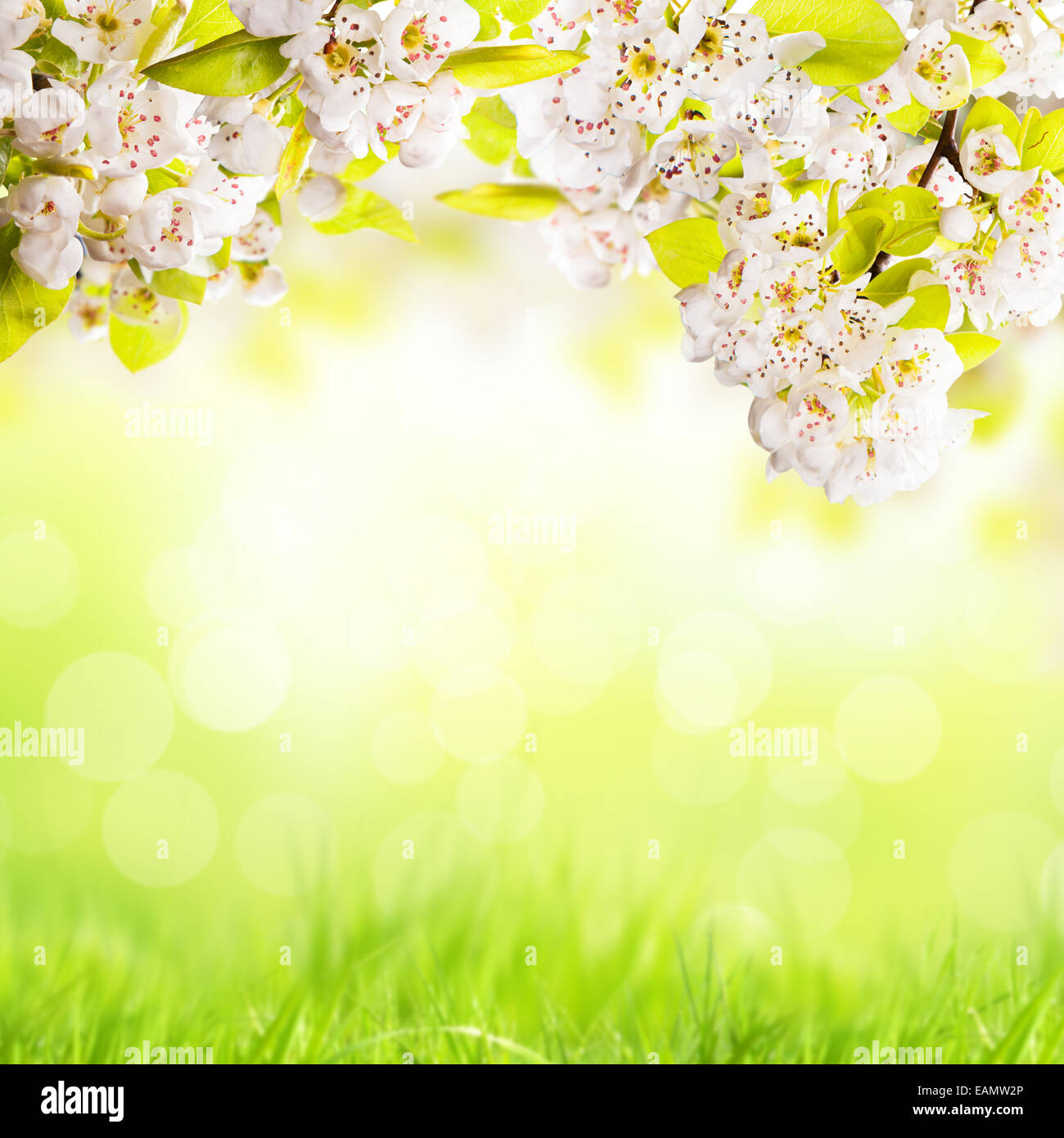 Apfel-Blüten mit Unschärfe Rasen auf Hintergrund und Freiraum für text Stockfoto