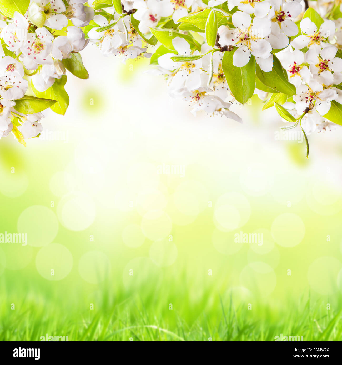 Apfel-Blüten mit Unschärfe Rasen auf Hintergrund und Freiraum für text Stockfoto