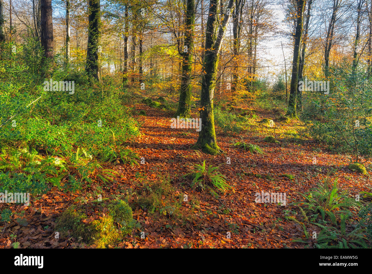 Schöne Herbst-Wald in der Nähe von Bodmin in Cornwall Stockfoto