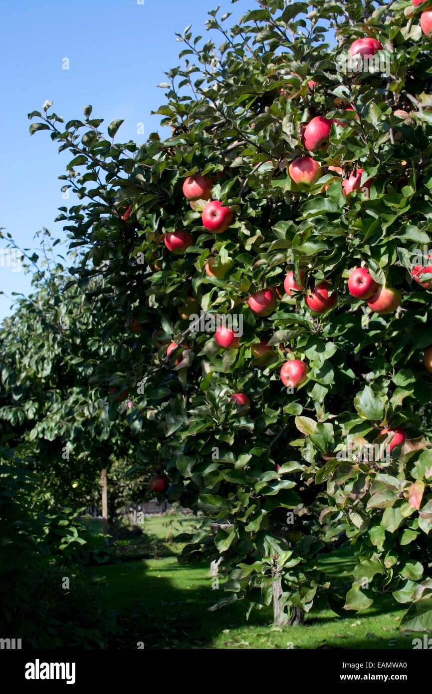 Äpfel am Baum. Apfelbaum mit roten, reifen Äpfeln im Oktober Garten, Schweden. Stockfoto