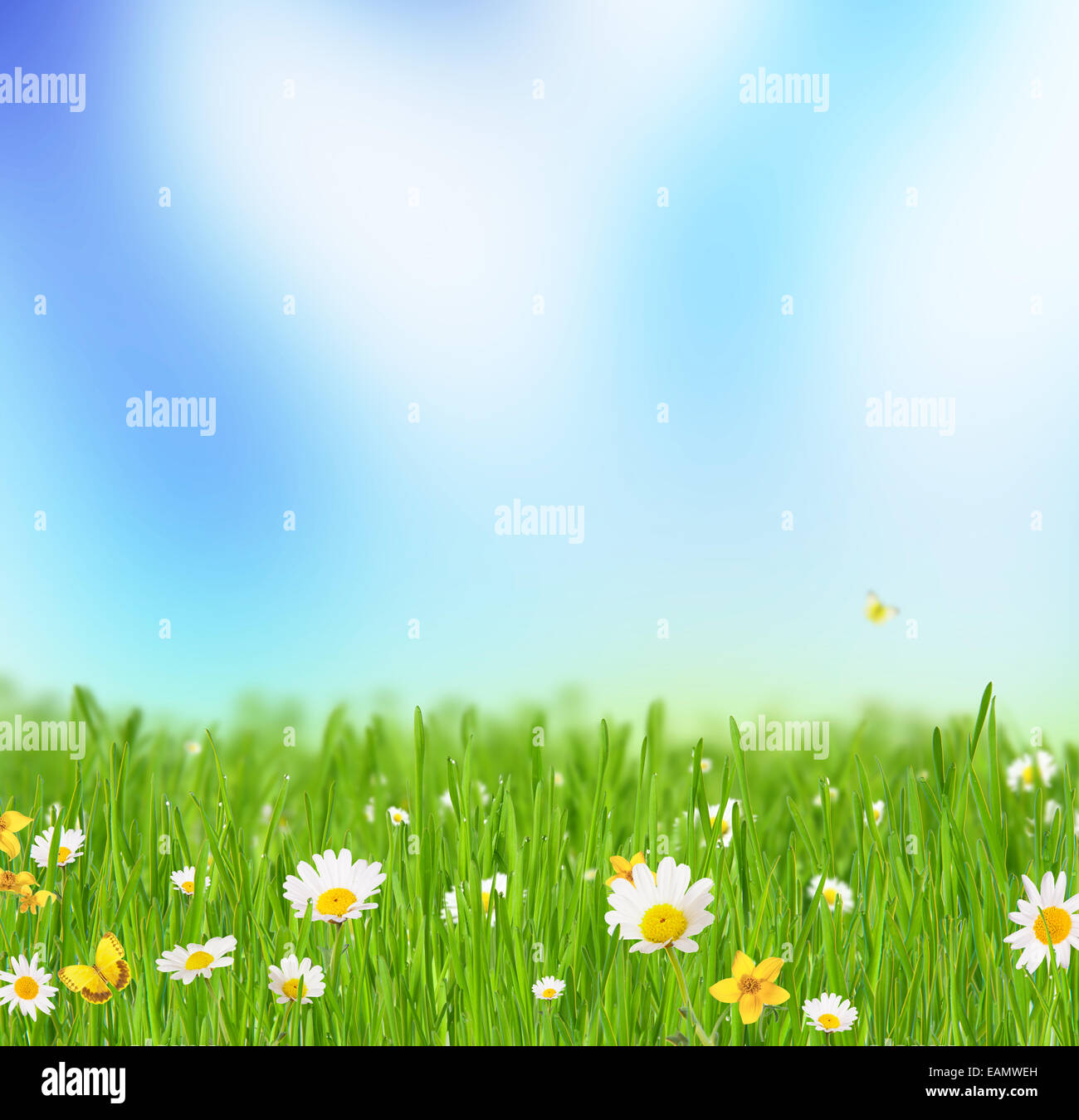 Abstrakte Blumen Hintergrund mit Trauben des Grases mit blühenden Kamillen. Blauen Himmel im Hintergrund mit freiem Speicherplatz für text Stockfoto
