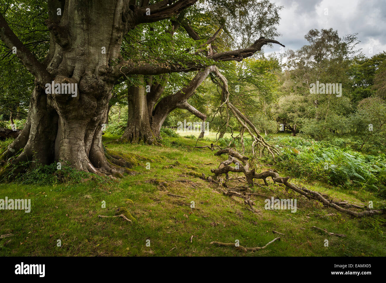 Ashurst Lodge Bronzezeit Gehäuse im New Forest, Hampshire, UK Stockfoto